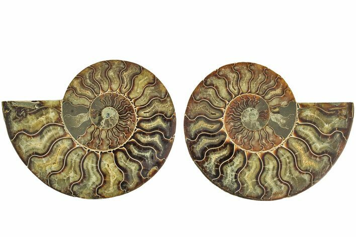 Cut & Polished, Agatized Ammonite Fossil - Madagascar #212866